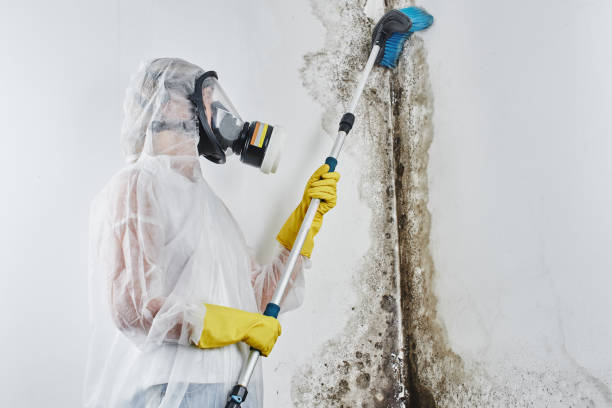 Best Carpet water damage restoration  in Sanborn, IA